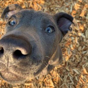 Meet your Posher, Noni